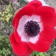 バンビ   ☆まとめ買い歓迎♪の画像