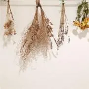 kokominnieの画像