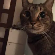 KEIの画像