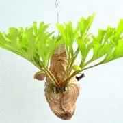 xelxelsan