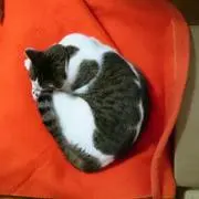 はち
