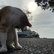 taaの画像