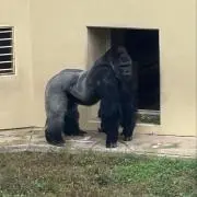 いくらの画像