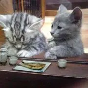 のんたんの画像