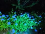 チロの画像