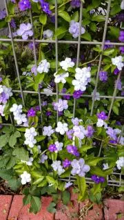 武者小路実篤　画讃十五選　　達麿図 武者小路実篤 この道/Web書画ミュージアム 武者小路実篤 画讃十五選