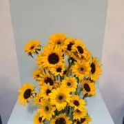 トシ