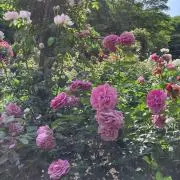 nrsfn86656の画像