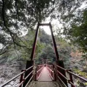 ヤマネの画像