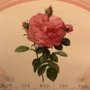 rose89
