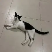 ニャンちゅうの画像