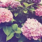 マーブルの画像