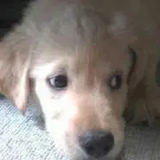 マミー