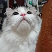 朝陽富弘