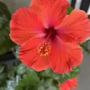 赤いハイビスカス♪の画像