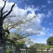 @maの画像