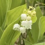 SARAの画像