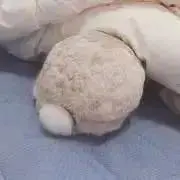 ねいりの画像