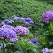 紫陽花の画像