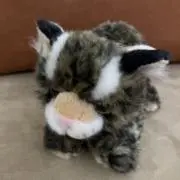 まめの画像