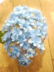 はるはるの画像