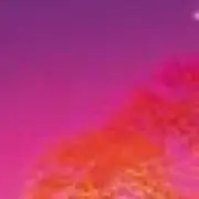 ゴリラブの画像