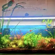こつぶ♪格安水草夏前セール中の画像