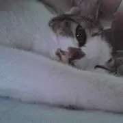 リヴの画像