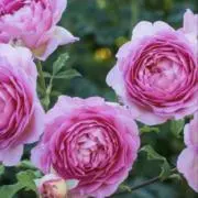 Roseの画像