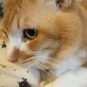 イナピョン