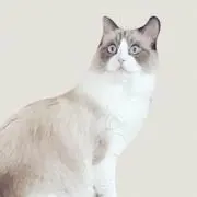 ぽん