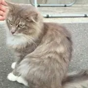 ぴくみぃの画像