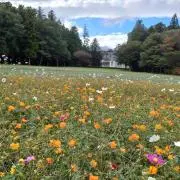 peso nyoroの画像