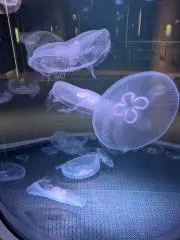 みゅぅママ☆の画像