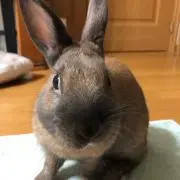 Jubeの画像