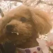 TigerShinee☆即購入OKの画像