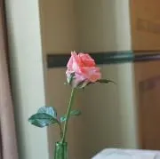 ココの画像