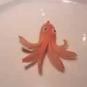 ラートの画像