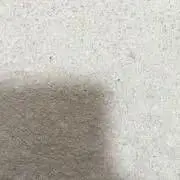 あちょの画像