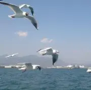 Yの画像