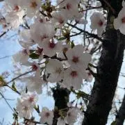 山本