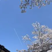 Tanoの画像