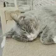 ぷりんらぶ