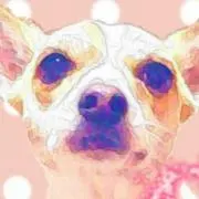 コムさんといっしょの画像