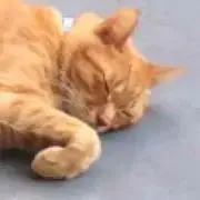 よしれお