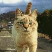 とらねこ