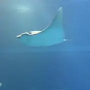 aoiumiの画像