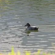 あっぷるの画像