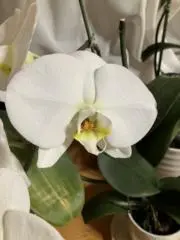 ヒロの画像
