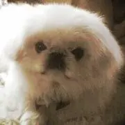 ふわふわくんの画像